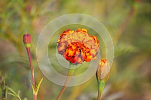 Marigold dark with shades, buds and leaves