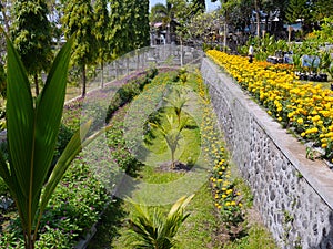 Marigold decorative flowers and young coconut trees