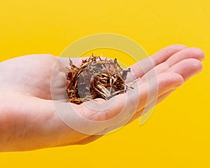 Marigold Dry Seeds Mexican marigold, Aztec marigold, African marigold in woman`s hand Tagetes erecta. Daisy family.