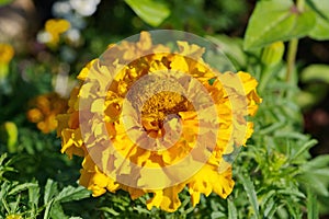 Marigold erect Lat. Tagetes close-up