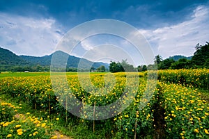 Marigold farm