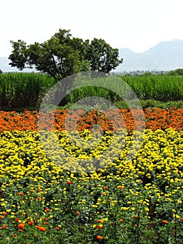 Marigold Farms photo