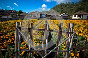 Marigold field behind bamboo fence - Bali