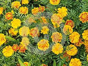 Marigold