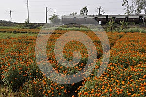 Marigold field near medinipur west bengal