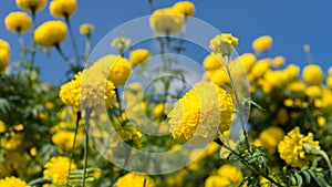 Marigold fields