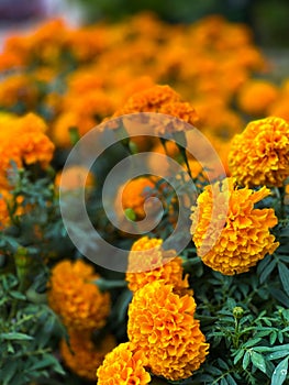 Marigold floral in vertical orientation