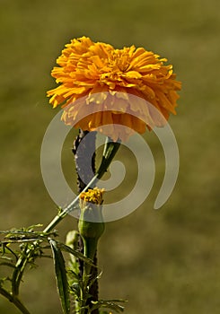 Marigold flower