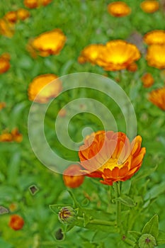 Marigold flower