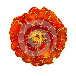 Marigold flower photo