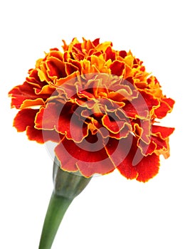 Marigold flower photo