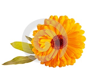 Marigold flower