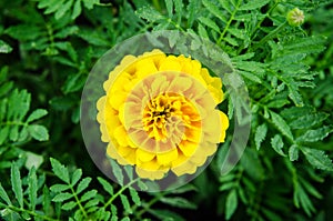 Marigold flower