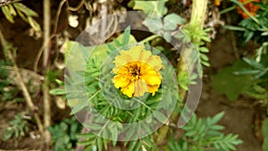 Marigold flower