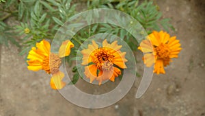 Marigold flower