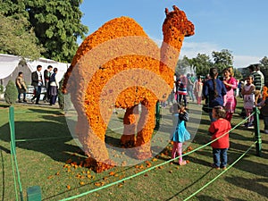 Marigold flower art at Rose Festival, Chandigarh