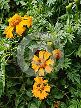 Marigold flower with a bee , indian nature