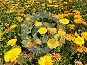 Marigold flower, Calendula, Genda Flowers Colorful Flowers