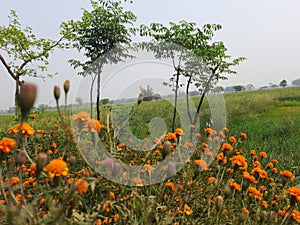 Marigold flower, Calendula, Genda Flowers Colorful Flowers