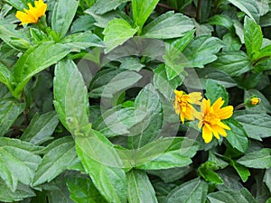 Marigold flower, Calendula, Genda Flowers Colorful Flowers