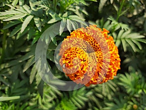 Marigold flower, Calendula, Genda Flowers Colorful Flowers