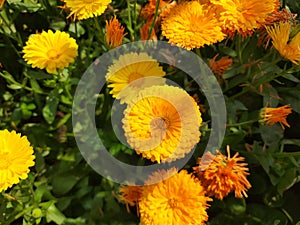 Marigold flower, Calendula, Genda Flowers Colorful Flowers