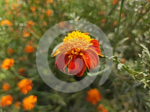 Marigold flower, Calendula, Genda Flowers Colorful Flowers