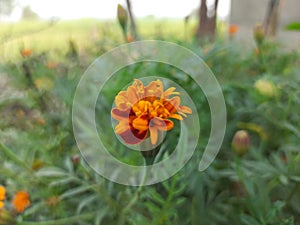 Marigold flower, Calendula, Genda Flowers, UP. India