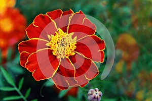 Marigold flower closeup on blurred background