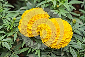 Marigold flower