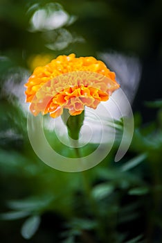 Marigold flower is closeup