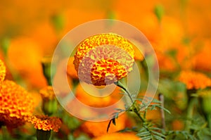 Marigold flower cultivation