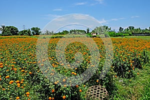 Marigold flower fields. These flowers are used in Bali for religious matters as gifts to Gods. Indonesia