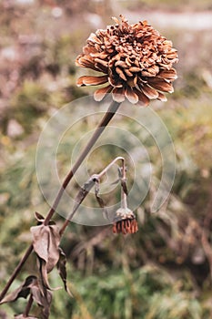 Marigold flower after the first frost in the fall