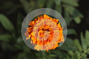 Marigold flower. Flower background. Fresh orange flower.