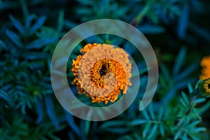 Marigold flower in full bloom in a natural environment and isolated photo