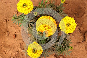 Marigold Flower gada flower top view in the garden, Gold Marigold fascinate our mind