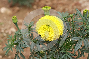 Marigold Flower gada flower top view in the garden, Gold Marigold fascinate our mind