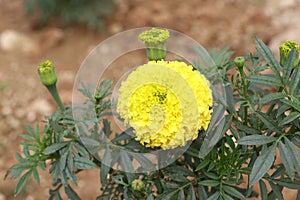 Marigold Flower gada flower top view in the garden, Gold Marigold fascinate our mind