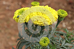 Marigold Flower gada flower top view in the garden, Gold Marigold fascinate our mind