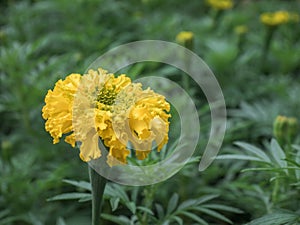 marigold flower in garden