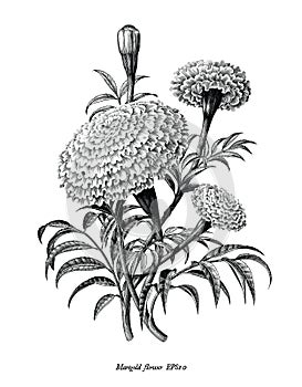 Marigold flower hand draw vintage style black and white clip art isolated on white background photo