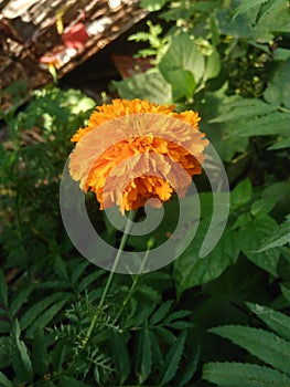 Marigold Flower Image