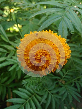 Marigold Flower Image