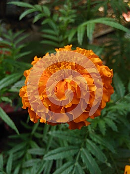 Marigold Flower Image