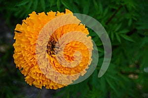 Marigold flower in an island in the eastern part of Thailand