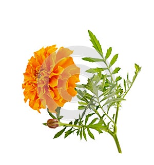 Marigold flower isolated on white photo