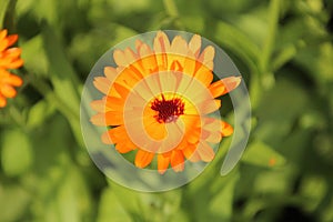 Marigold flower kitchen garden in Hitland, Netherlands photo