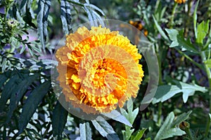 Marigold Flower with leaves and bud