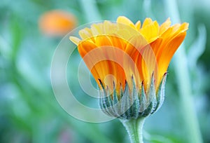 Marigold flower